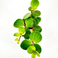 Peperomia Hope Tetraphylla