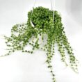 Hanging String of Pearls plant in white pot, cascading lush green beads elegantly.
