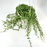 Hanging String of Pearls plant in white pot, cascading lush green beads elegantly.