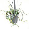 Modern hanging plant in glossy gray pot with trailing green and reddish stems.