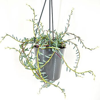 Modern hanging plant in glossy gray pot with trailing green and reddish stems.