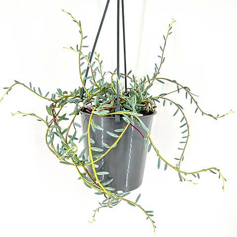 Modern hanging plant in glossy gray pot with trailing green and reddish stems.