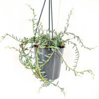 Modern hanging plant in glossy gray pot with trailing green and reddish stems.