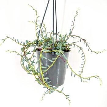 Modern hanging plant in glossy gray pot with trailing green and reddish stems.