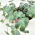 Lush succulent in terracotta pot, cascading blue-green leaves on white background.