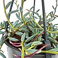 Vibrant cascading succulent in round, glossy pot with silvery-blue leaves and pinkish-red stems.