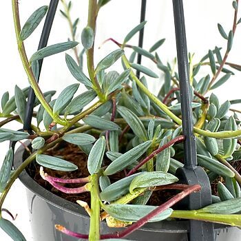 Vibrant cascading succulent in round, glossy pot with silvery-blue leaves and pinkish-red stems.