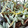Lush succulent with silvery-green leaves and reddish stems in a decorative black pot.