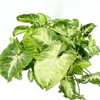 Heart-shaped green leaves on lush houseplant, vibrant foliage, white background.