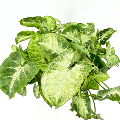 Heart-shaped green leaves on lush houseplant, vibrant foliage, white background.