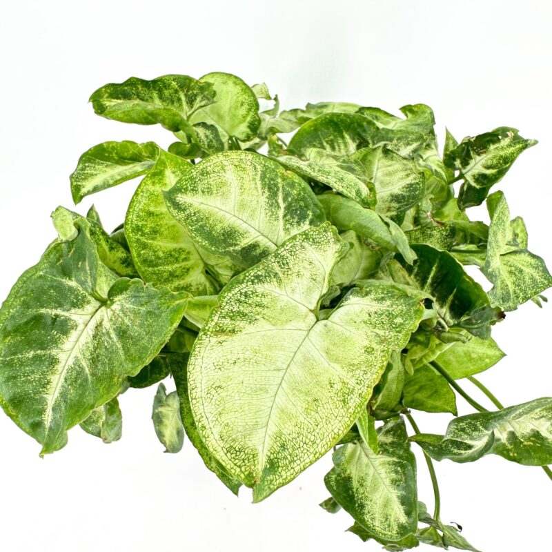 Heart-shaped green leaves on lush houseplant, vibrant foliage, white background.