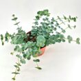 Lush indoor succulent in terracotta pot, featuring glossy cascading foliage against a white background.