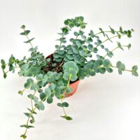 Lush indoor succulent in terracotta pot, featuring glossy cascading foliage against a white background.