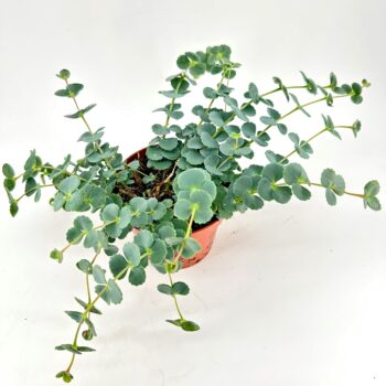 Lush indoor succulent in terracotta pot, featuring glossy cascading foliage against a white background.