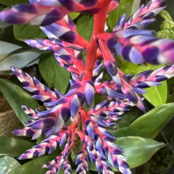 Striking tropical plant with vibrant flowering spike and lush green leaves.