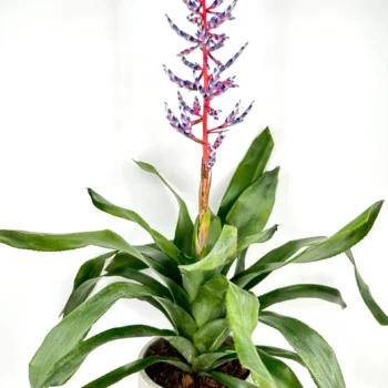 Colorful tropical plant with red, purple, and blue flowers in a minimalist concrete pot.