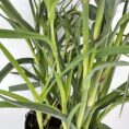 Vibrant indoor plant with elongated green leaves and black pot emphasising lush growth.
