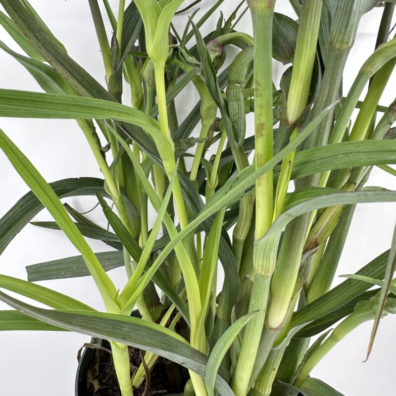 Thriving Tropical Foliage in Elegant Black Pot Vibrant indoor plant with elongated green leaves and black pot emphasising lush growth.