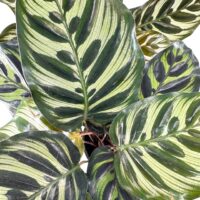 Vibrant tropical leaves with lush green stripes, healthy texture, and glossy sheen.