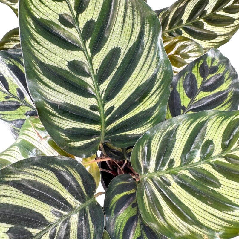 Lush Tropical Leaves: Natures Art in Green Vibrant tropical leaves with lush green stripes, healthy texture, and glossy sheen.