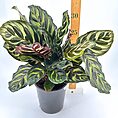 Calathea plant with green patterned leaves in grey pot, lush and vibrant.