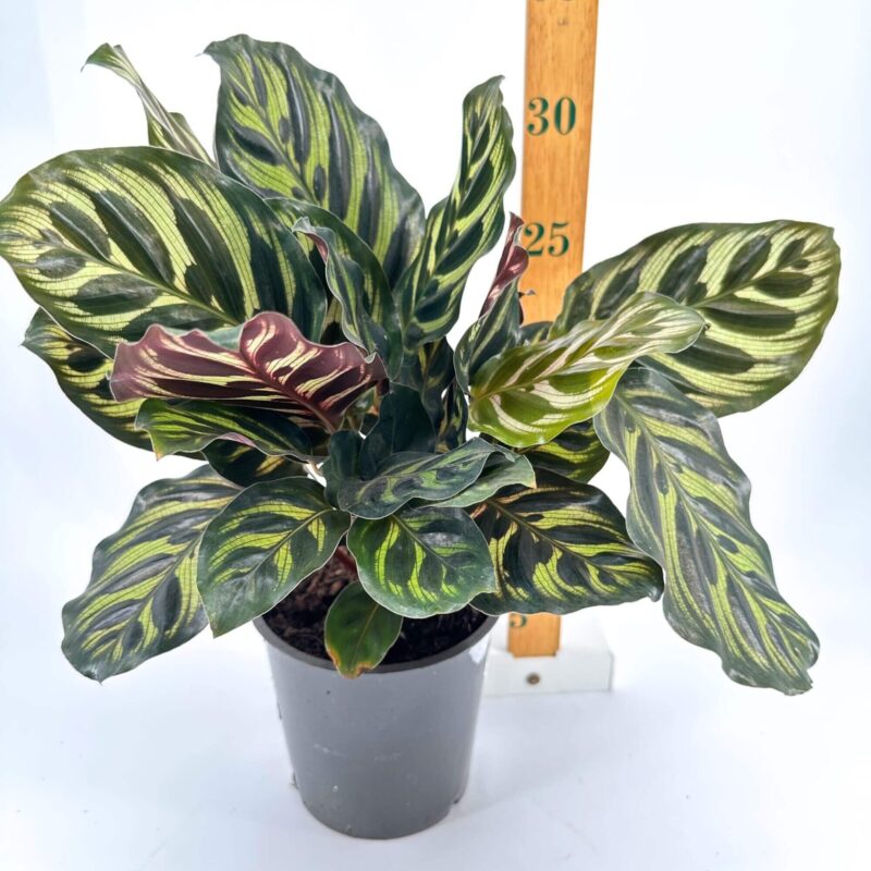 Striking Calathea Plant with Unique Leaf Patterns Calathea plant with green patterned leaves in grey pot, lush and vibrant.