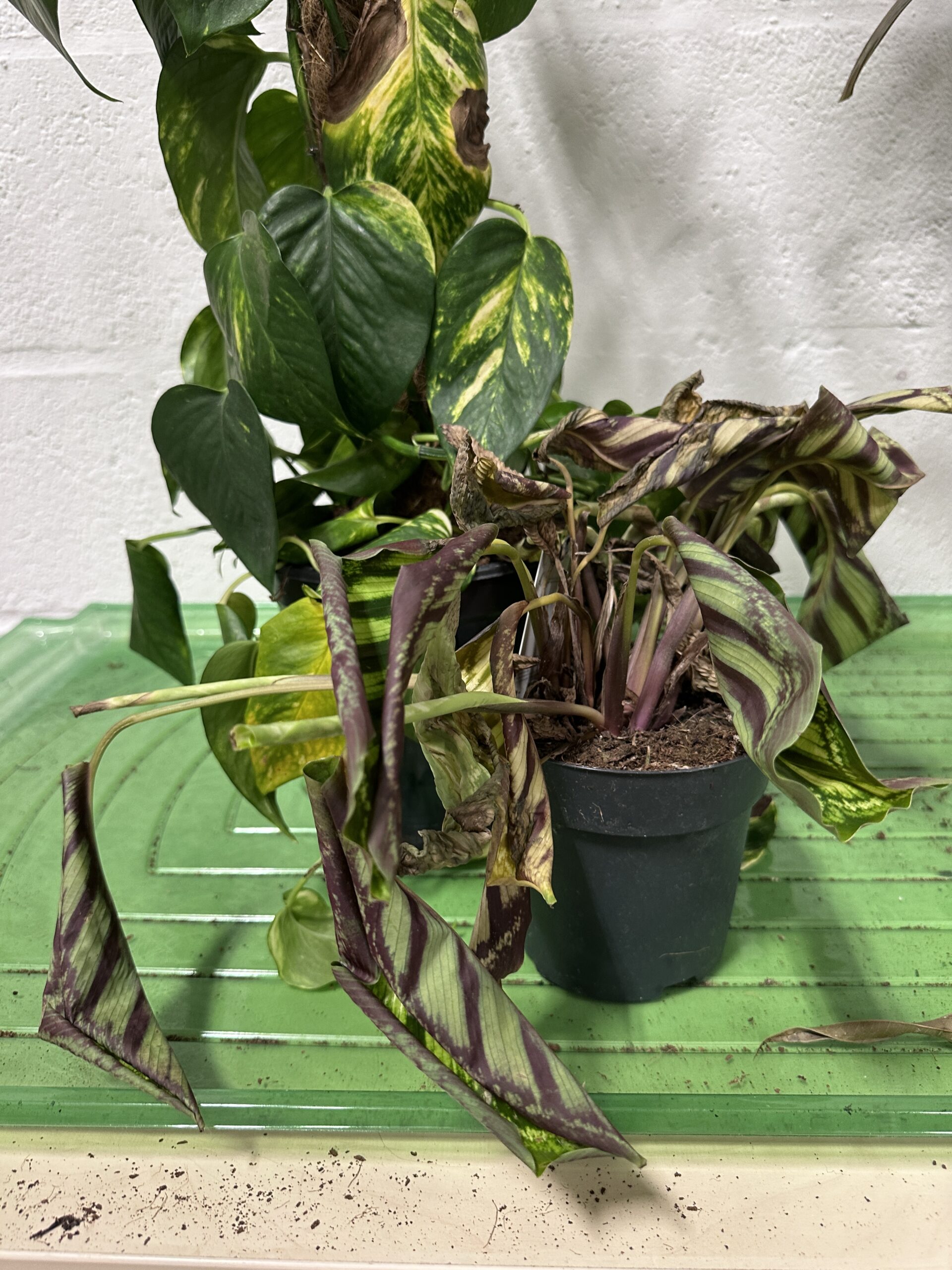 Houseplants with variegated leaves, heart-shaped foliage, vibrant colours, and contrasting pots.