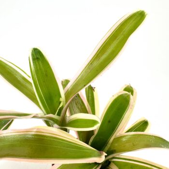 Lush variegated plant with green leaves and creamy edges, pink tinges, indoor tranquillity.
