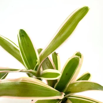 Lush variegated plant with green leaves and creamy edges, pink tinges, indoor tranquillity.