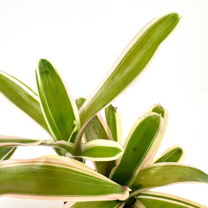 Exquisite Variegated Plant with Creamy Edges Lush variegated plant with green leaves and creamy edges, pink tinges, indoor tranquillity.