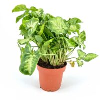 Variegated heart-shaped leaves in terracotta pot on white background.