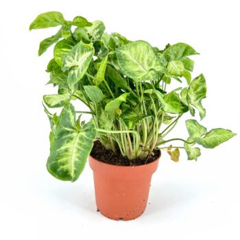 Variegated heart-shaped leaves in terracotta pot on white background.