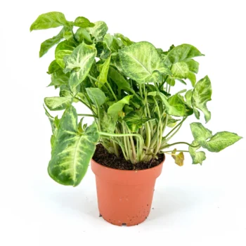 Variegated heart-shaped leaves in terracotta pot on white background.
