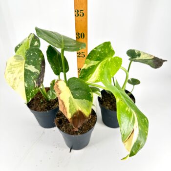 Variegated pothos plants with ruler for height comparison, vibrant leaves, indoor gardening.