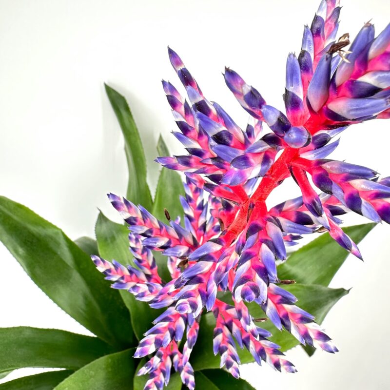 Tropical Bromeliad Bloom: Vibrant Colours and Lush Foliage Vibrant Bromeliad plant with colourful flower spike and lush green leaves.