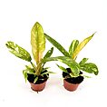 Two vibrant potted plants with lush green leaves against a stark white background.