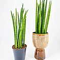 Stylish Sansevieria plants in black and decorative pots enhancing modern home decor.