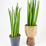 Sansevieria Cylindrica Snake Plant