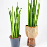 Stylish Sansevieria plants in black and decorative pots enhancing modern home decor.