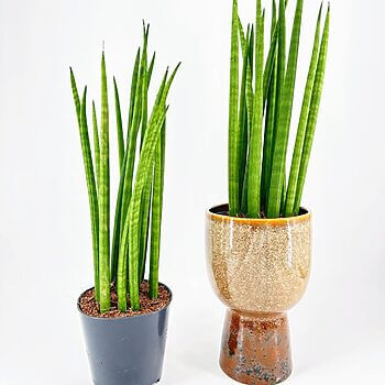 Stylish Sansevieria plants in black and decorative pots enhancing modern home decor.