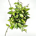 Vibrant green vine in terracotta pot against white background, highlighting foliages glossy heart-shaped leaves.