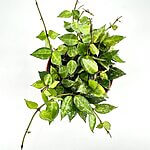 Hoya Krohniana Silver Splash Wax Plant