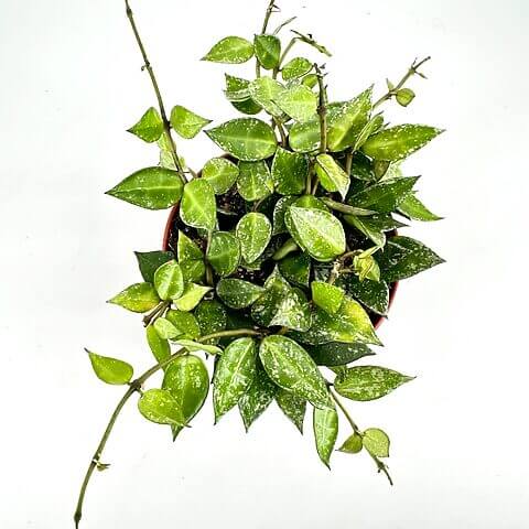 Vibrant green vine in terracotta pot against white background, highlighting foliages glossy heart-shaped leaves.