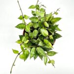 Hoya Krohniana Silver Splash Wax Plant