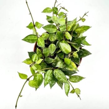Vibrant green vine in terracotta pot against white background, highlighting foliages glossy heart-shaped leaves.