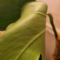 Close-up of lush tropical leaf with veins, glossy surface, and curled edge in warm light.
