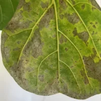 Large heart-shaped green leaf with textured veins, vibrant colours, and age spots.