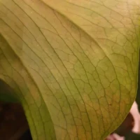 Close-up of glossy green leaf with intricate vein patterns and subtle environmental imperfections.