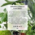 Plant rescue box featuring discounted, diverse plants thriving in a lush indoor setting.