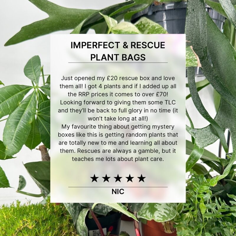 Rescue Plant Box: Affordable Indoor Garden Delight Plant rescue box featuring discounted, diverse plants thriving in a lush indoor setting.